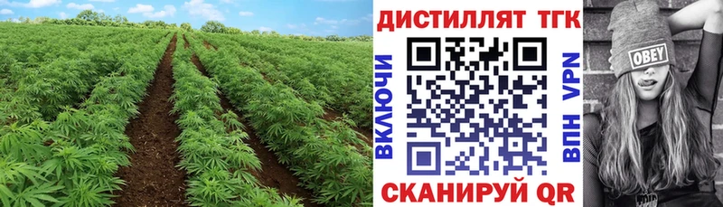 Купить закладки  Гагарин  Дистиллят ТГК Wax 